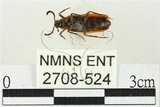 中文名:三溝長朽木蟲(2708-524)學名:Ivania coccinea Lewis, 1895(2708-524)中文別名:陷胸紅長朽木蟲