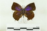 中文名:凹翅紫小灰蝶(_1)學名:Mahathala ameria hainani Bethune-Baker, 1903(_1)
