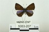 中文名:巒大鋸灰蝶(5053-207)學名:Orthomiella rantaizana Wileman, 1910(5053-207)