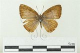 中文名:黑波紋小灰蝶()學名:Nacaduba pactolus hainani Bethune-Baker, 1914()