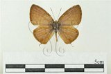 中文名:黑波紋小灰蝶()學名:Nacaduba pactolus hainani Bethune-Baker, 1914()