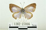 中文名:白紋琉璃小灰蝶(1282-21066)學名:Celatoxia marginata (de Nicéville, 1884)(1282-21066)中文別名:白紋琉灰蝶