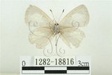 中文名:白紋琉璃小灰蝶(1282-18816)學名:Celatoxia marginata (de Nicéville, 1884)(1282-18816)中文別名:白紋琉灰蝶