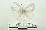 中文名:白紋琉璃小灰蝶(1282-17322)學名:Celatoxia marginata (de Nicéville, 1884)(1282-17322)中文別名:白紋琉灰蝶