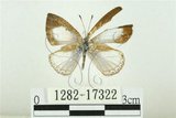 中文名:白紋琉璃小灰蝶(1282-17322)學名:Celatoxia marginata (de Nicéville, 1884)(1282-17322)中文別名:白紋琉灰蝶