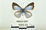 中文名:白紋琉璃小灰蝶(5053-33)學名:Celatoxia marginata (de Nicéville, 1884)(5053-33)中文別名:白紋琉灰蝶