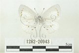 中文名:白斑琉璃小灰蝶(1282-20943)學名:Udara albocaerulea (Moore, 1879)(1282-20943)