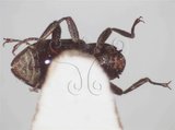 中文名:毛背卵身長角泥蟲(4881-1615)學名:Grouvellinus pilosus Jeng & Yang, 1998(4881-1615)