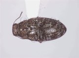 中文名:岩壁微泥蟲(5778-897)學名:Cephalobyrrhus latus Pic, 1923(5778-897)