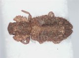 中文名:瘤細堅蟲(4463-107)學名:Endophloeus serratus Sharp, 1885(4463-107)