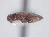 中文名:足溝粗角叩頭蟲(6014-1342)學名:Aulonothroscus spp.(6014-1342)