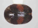 中文名:紅點螵蛸鰹節蟲(6469-489)學名:Thaumaglossa laeta Arrow, 1915(6469-489)
