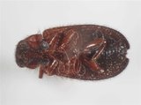 中文名:雙色琉璃郭公蟲(2153-9)學名:Necrobia ruficollis (Fabricius, 1775)(2153-9)