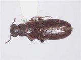中文名:筒細樹皮蟲(5263-327)學名:Omineus humeralis Lewi, 1895(5263-327)