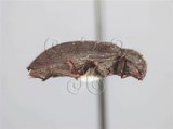中文名:蓬萊陸泥蟲(4881-39715)學名:Pachyparnus formosanus (Bollow, 1940)(4881-39715)