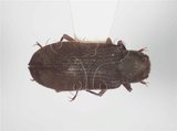 中文名:蓬萊陸泥蟲(4881-39715)學名:Pachyparnus formosanus (Bollow, 1940)(4881-39715)