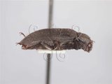 中文名:蓬萊陸泥蟲(4881-39756)學名:Pachyparnus formosanus (Bollow, 1940)(4881-39756)