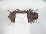 中文名:蓬萊陸泥蟲(4881-39756)學名:Pachyparnus formosanus (Bollow, 1940)(4881-39756)