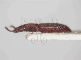 中文名:鋸胸粉扁蟲(3682-412)學名:Oryzaephilus surinamensis (Linnaeus, 1758)(3682-412)