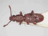 中文名:鋸胸粉扁蟲(3682-412)學名:Oryzaephilus surinamensis (Linnaeus, 1758)(3682-412)