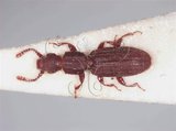 中文名:鋸胸粉扁蟲(3682-458)學名:Oryzaephilus surinamensis (Linnaeus, 1758)(3682-458)