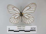 中文名:深山粉蝶(2909-727)學名:Aporia potanini(Shirozu) subsp. insularis(2909-727)
