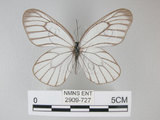 中文名:深山粉蝶(2909-727)學名:Aporia potanini(Shirozu) subsp. insularis(2909-727)