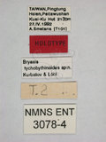 學名:Bryaxis tychobythinoides Lobl and Kurbatov, 1996(3078-4)