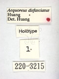 學名:Aequoreus disfasciatus Huang, 1989(220-3215)
