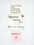 學名:Aequoreus huangi Chiang, 1991(1113-125)