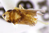 ǦW:Paraonukia ochra Huang, 1992(220-4614)