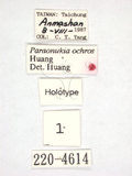 學名:Paraonukia ochra Huang, 1992(220-4614)