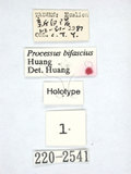 ǦW:Processus bifasciatus Huang, 1992(220-2541)