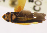 學名:Processus bifasciatus Huang, 1992(220-2541)