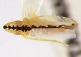 學名:Sophonia fluctuosa Huang, 1989(220-10093)