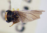 學名:Taiwanocerus (Taiwanocerus) taipingshanus Huang and Maldonado, 1992(220-8330)