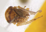 學名:Taiwanocerus (Taiwanerrus) tungpus Huang and Maldonado, 1992()