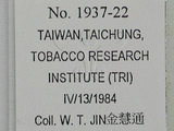 中文名:粗基毛管蚜(1937-22)學名:Greenidea (Trichosipum) nigra (Maki, 1917)(1937-22)