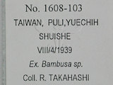 中文名:短角綿蚜(1608-103)學名:Ceratovacuna japonica (Takahashi, 1924)(1608-103)