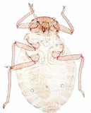 中文名:短角綿蚜(1608-103)學名:Ceratovacuna japonica (Takahashi, 1924)(1608-103)