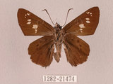 中文名:台灣瑟挵蝶(1282-21474)學名:Seseria formosana (Fruhstorfer, 1909)(1282-21474)中文別名:大黑星挵蝶