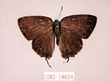 中文名:蓬萊烏小灰蝶(1282-18624)學名:Satyrium formosanum (Matsumura, 1910)(1282-18624)中文別名:台灣洒灰蝶
