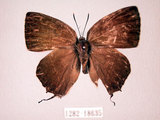 中文名:蓬萊烏小灰蝶(1282-18635)學名:Satyrium formosanum (Matsumura, 1910)(1282-18635)中文別名:台灣洒灰蝶