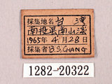 中文名:蓬萊烏小灰蝶(1282-20322)