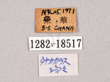 中文名:田中烏小灰蝶(1282-18517)