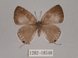 中文名:姬白小灰蝶(1282-18548)學名:Leucantigius atayalicus (Shirozu & Murayama, 1943)(1282-18548)中文別名:璐灰蝶