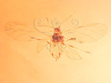中文名:棉蚜(1937-117)學名:Aphis gossypii Glover, 1877(1937-117)英文名:Cotton aphid