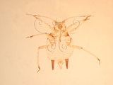 中文名:棉蚜(1937-118)學名:Aphis gossypii Glover, 1877(1937-118)英文名:Cotton aphid