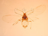 中文名:棉蚜(1937-118)學名:Aphis gossypii Glover, 1877(1937-118)英文名:Cotton aphid