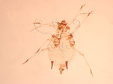 中文名:棉蚜(1937-122)學名:Aphis gossypii Glover, 1877(1937-122)英文名:Cotton aphid